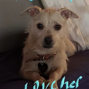 Meet your Posher, Beverly